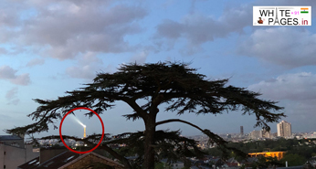 Cedre Imperial Meudon